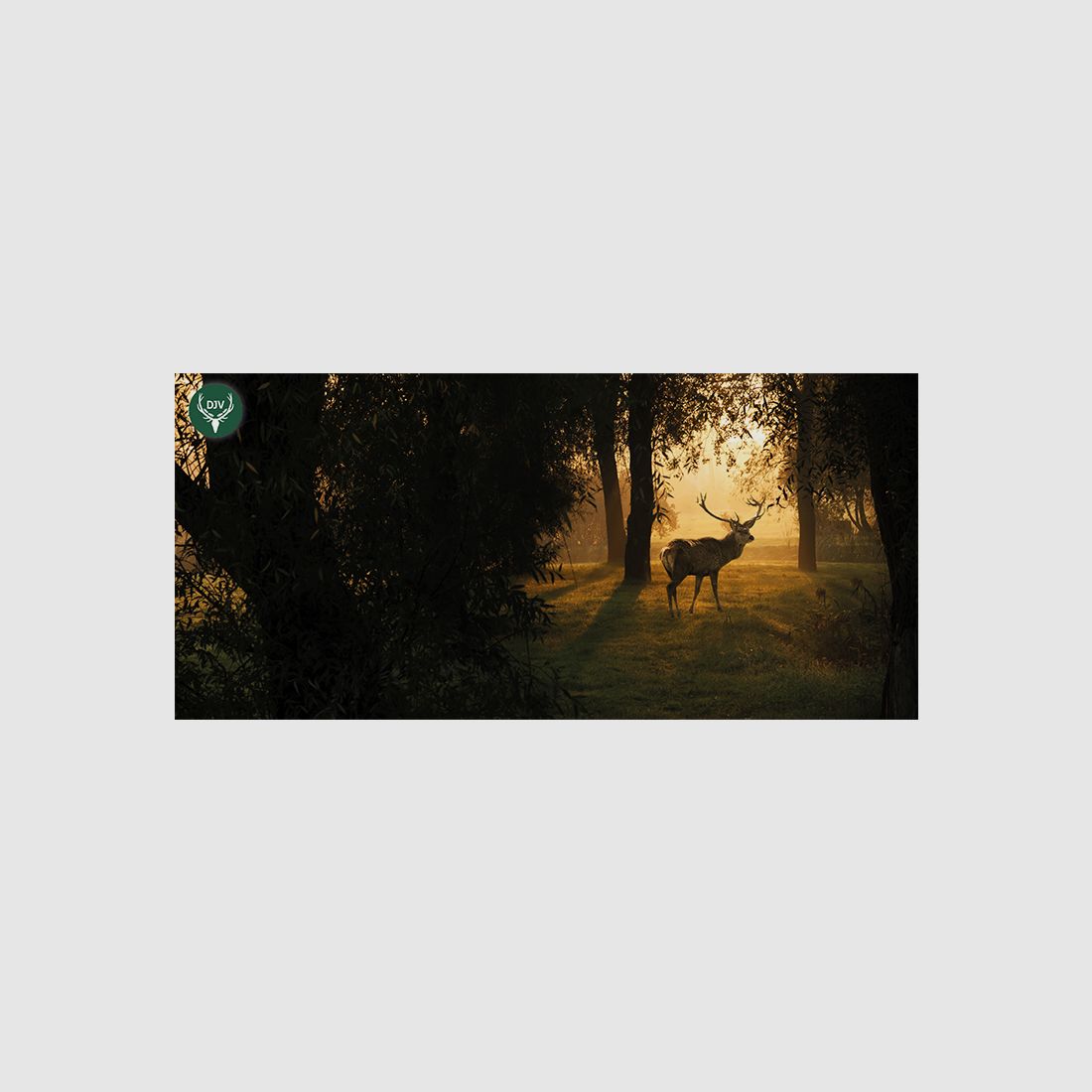 DJV Greeting Cards (Pack of 10)