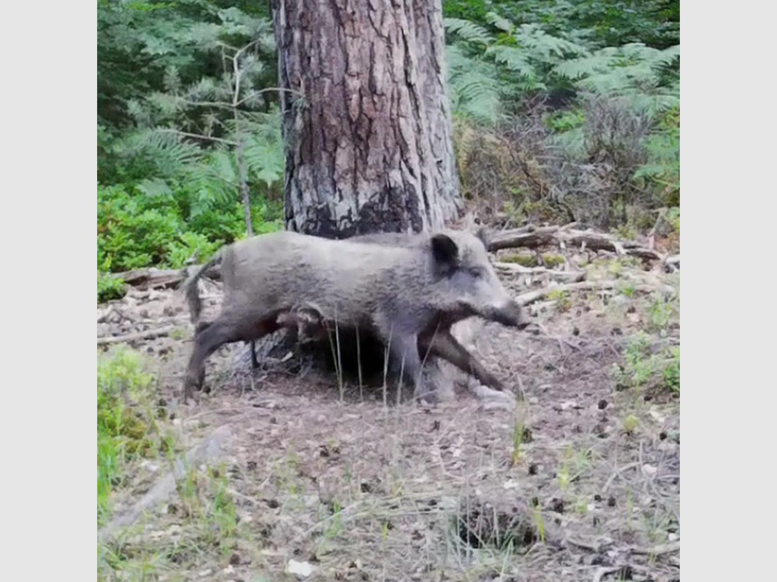 1A-HUNTING SUPPLIES 1a-OrigiTar Locking Agent 1.2kg