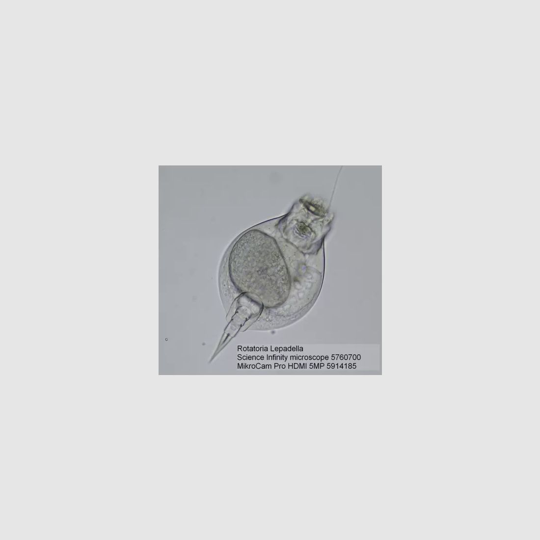 Kamera für Mikroskope BRESSER MikroCam PRO HDMI 5MP, Bild 10 von 11