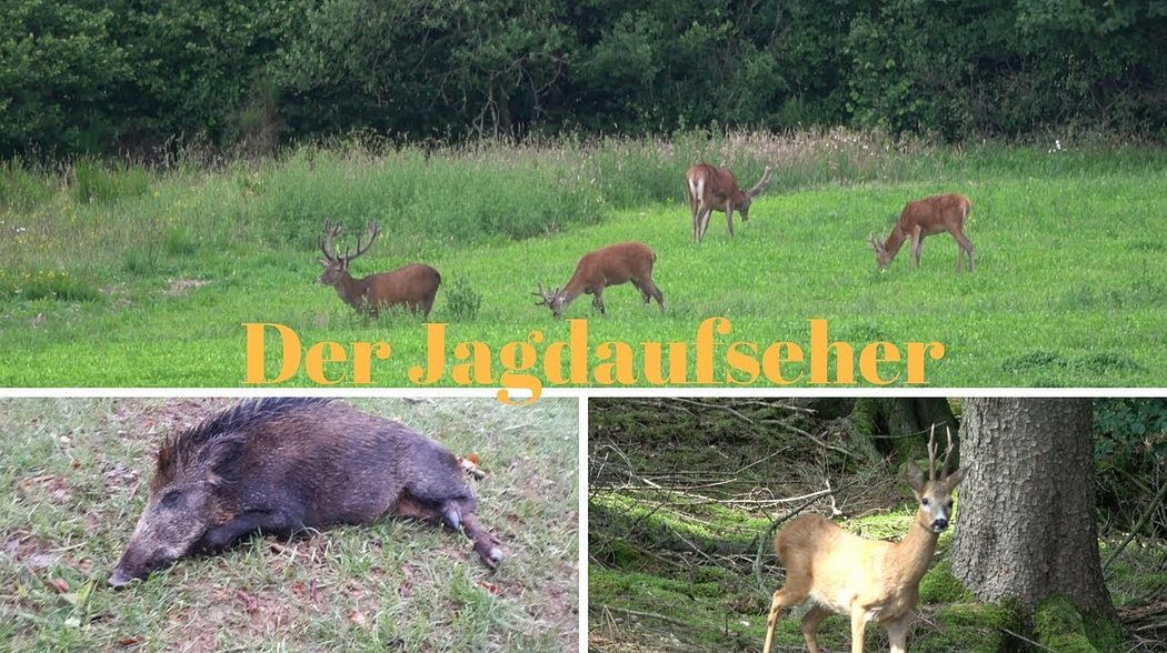 Blattjagd/Feisthirsche und Sommersauen