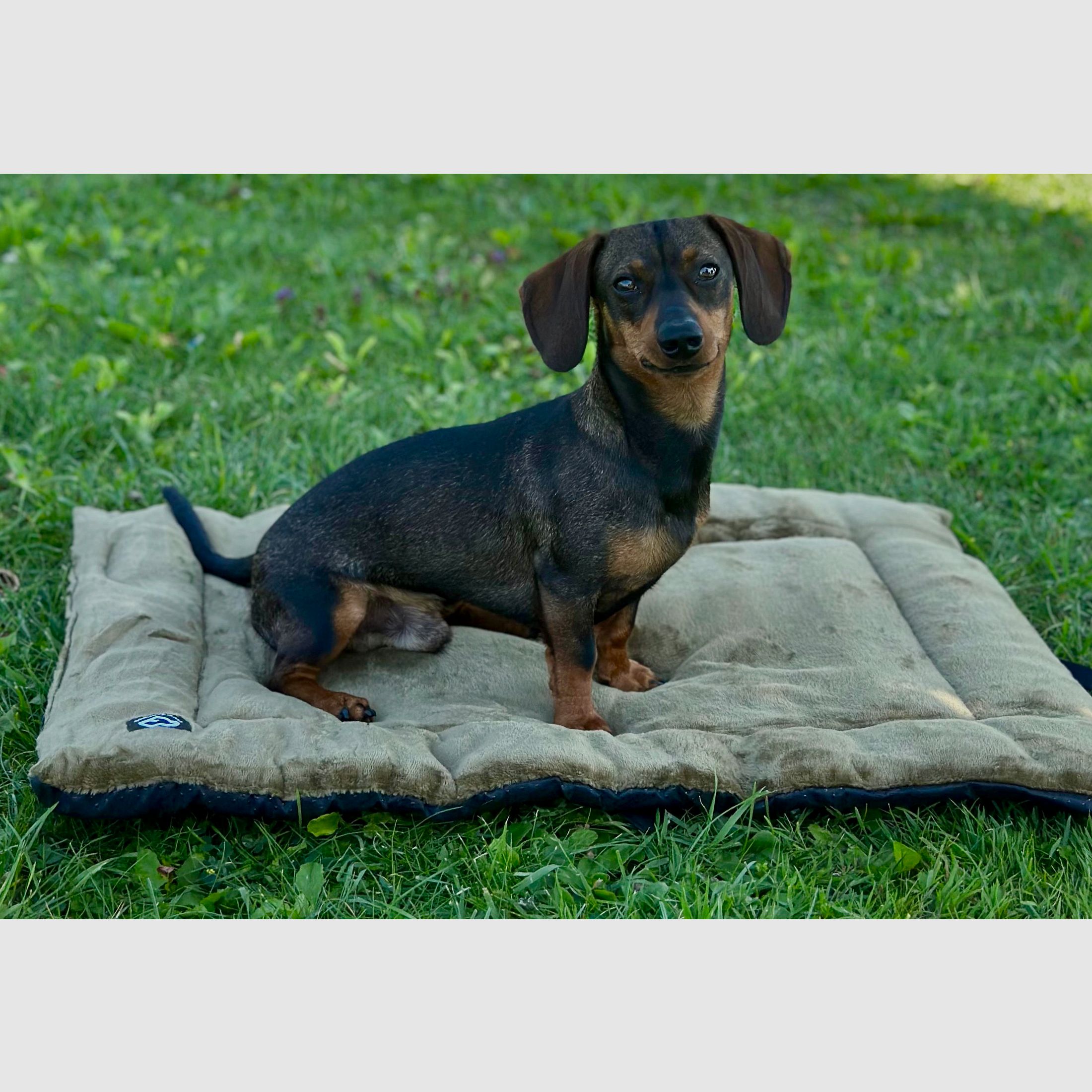 Velvet dog blanket