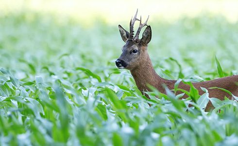 Die Blattzeit naht: Ein Höhepunkt für passionierte Jäger