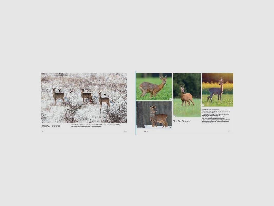 Hertachtigen: Ree, Hert, Damhert, Mufflon en Wild zwijn, afbeelding 4 van 9