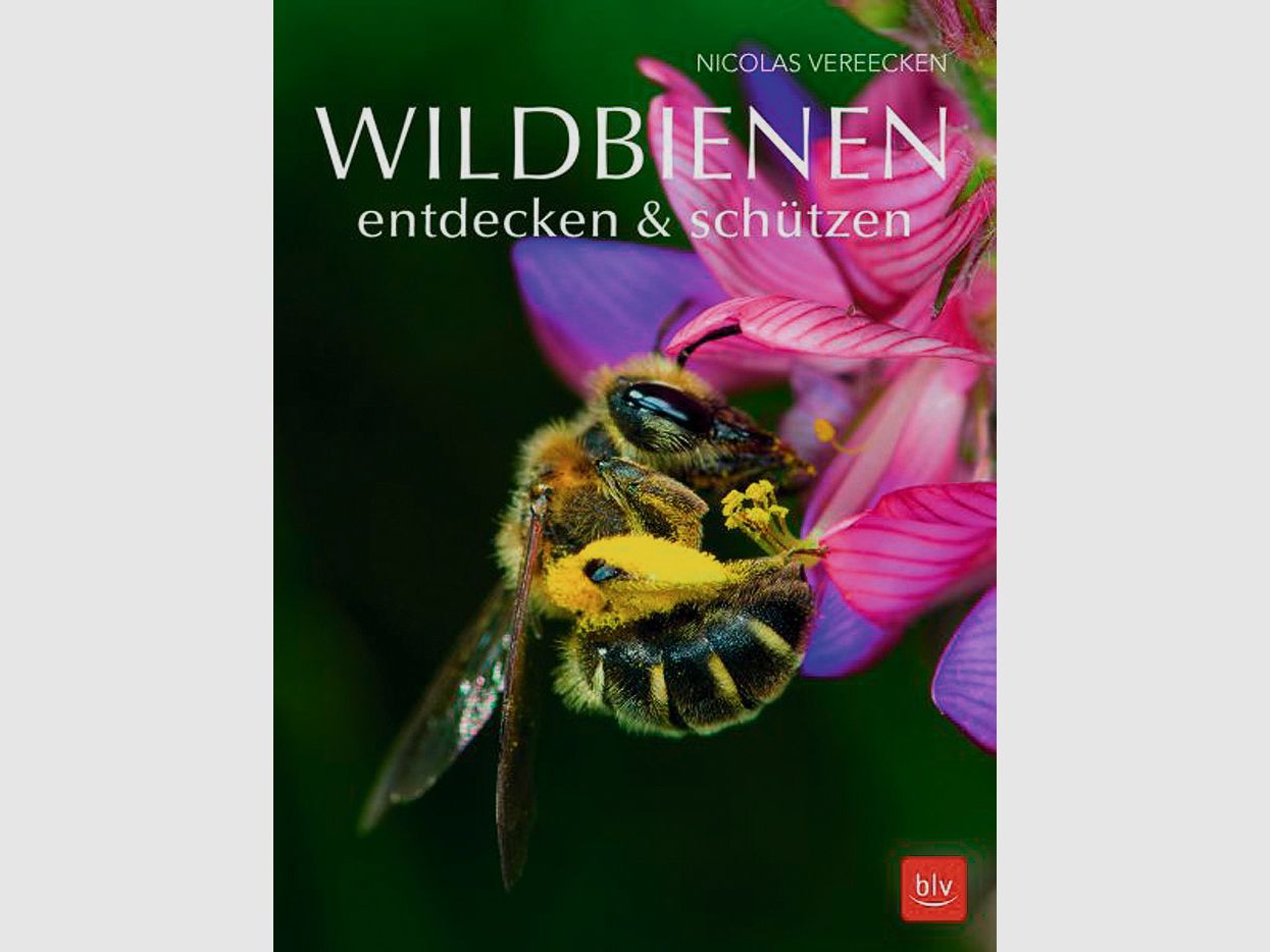 Gräfe & Unzer Wildbienen entdecken & schützen
