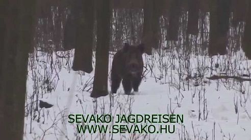 Wild Boar driven Hunt in Hungary  - Saudrückjagd in Ungarn