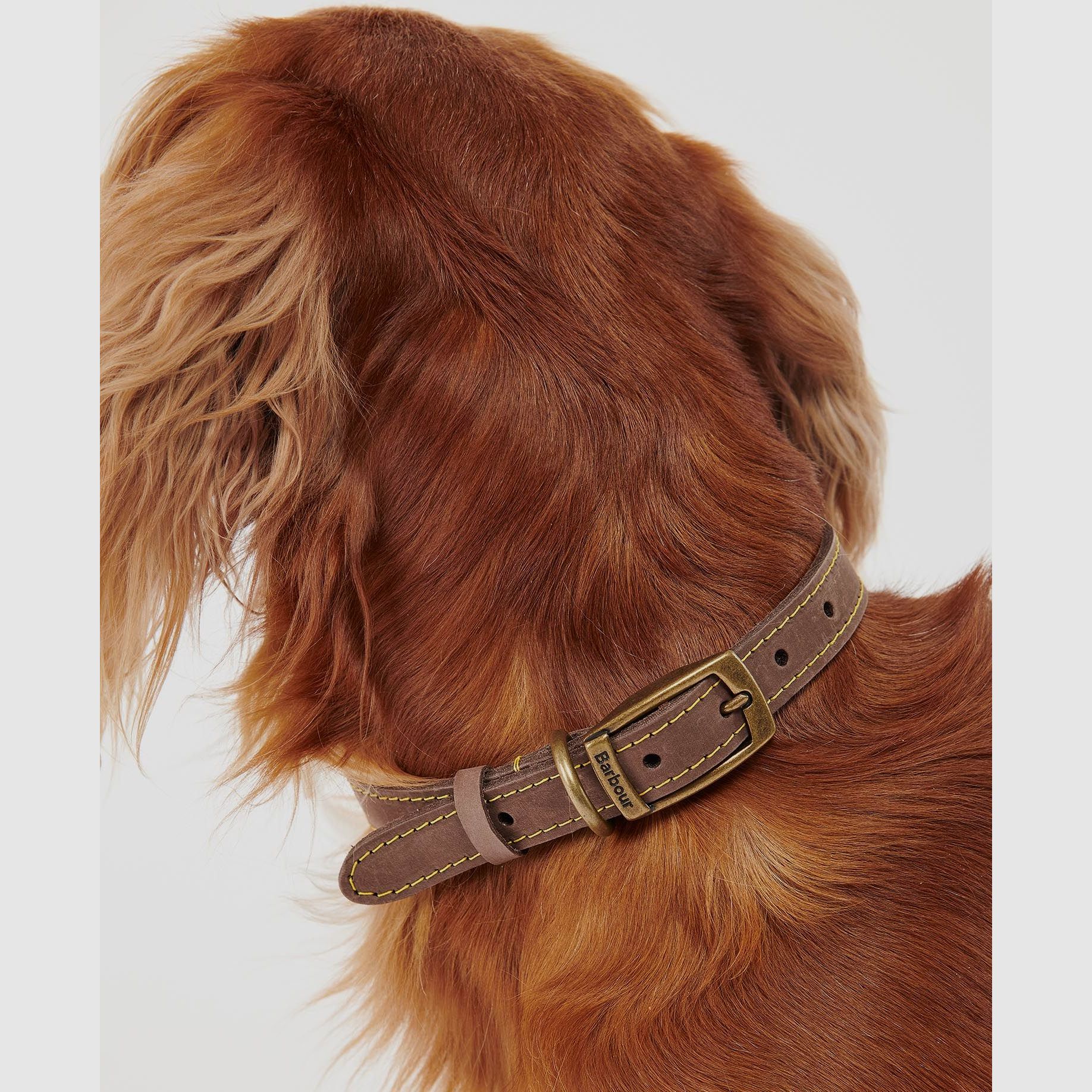 Barbour Hundehalsband aus Leder