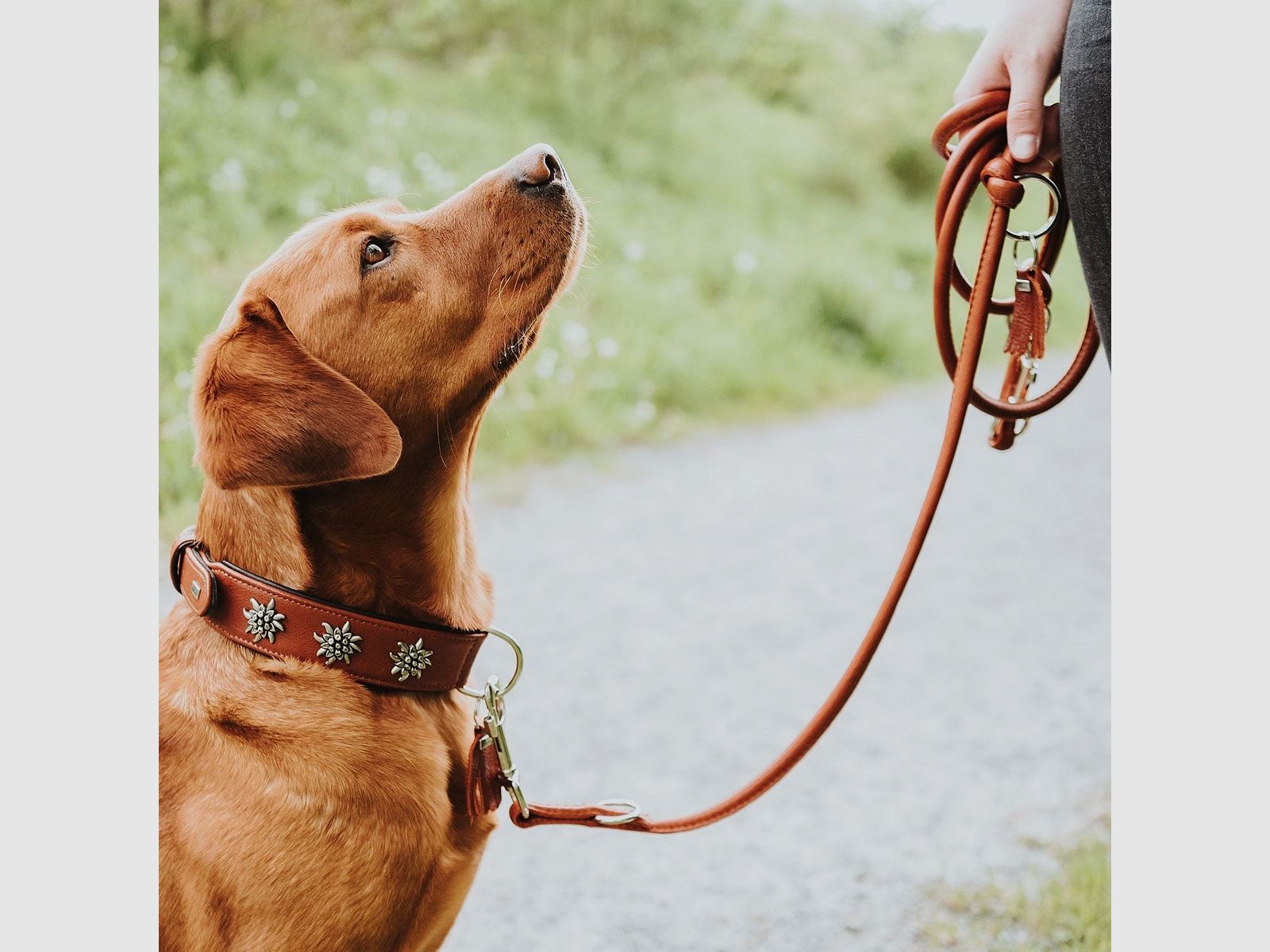 Hunter V-Leine München Round