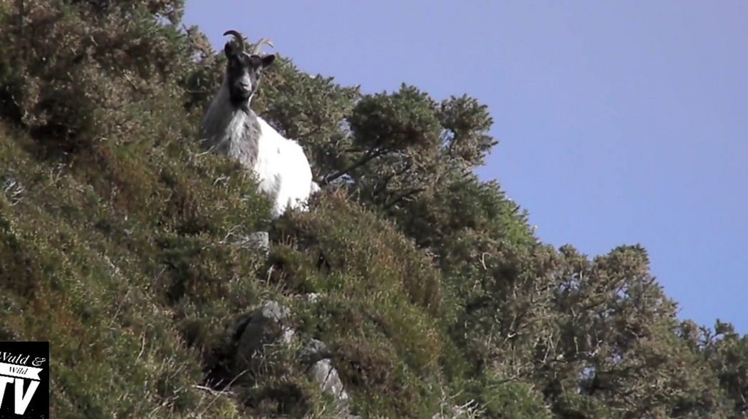 Wald & Wild TV - Episode 1- Jagd auf Feral Goats in Snodonia, Wales