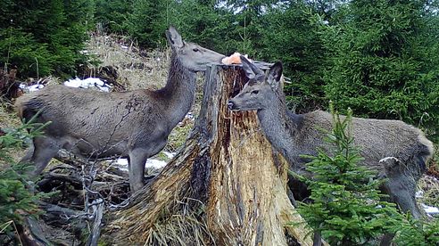 Kahlwild ansprechen - darauf kommt es an