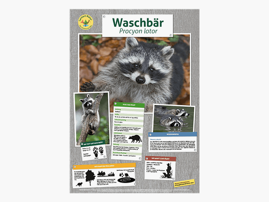 Lieu d'apprentissage nature - Affiche raton laveur