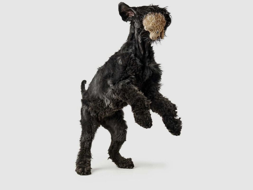 Hunter Hundespielzeug Pori Hund beige 17cm