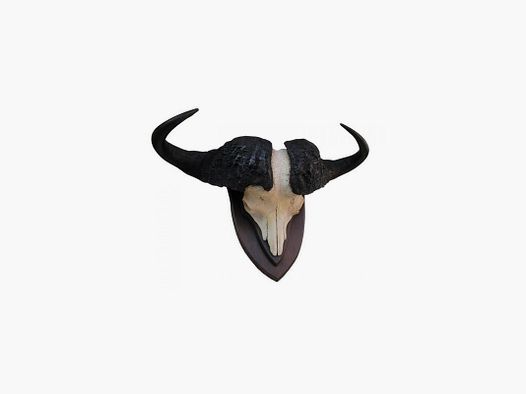 Buffalo Trophy 01