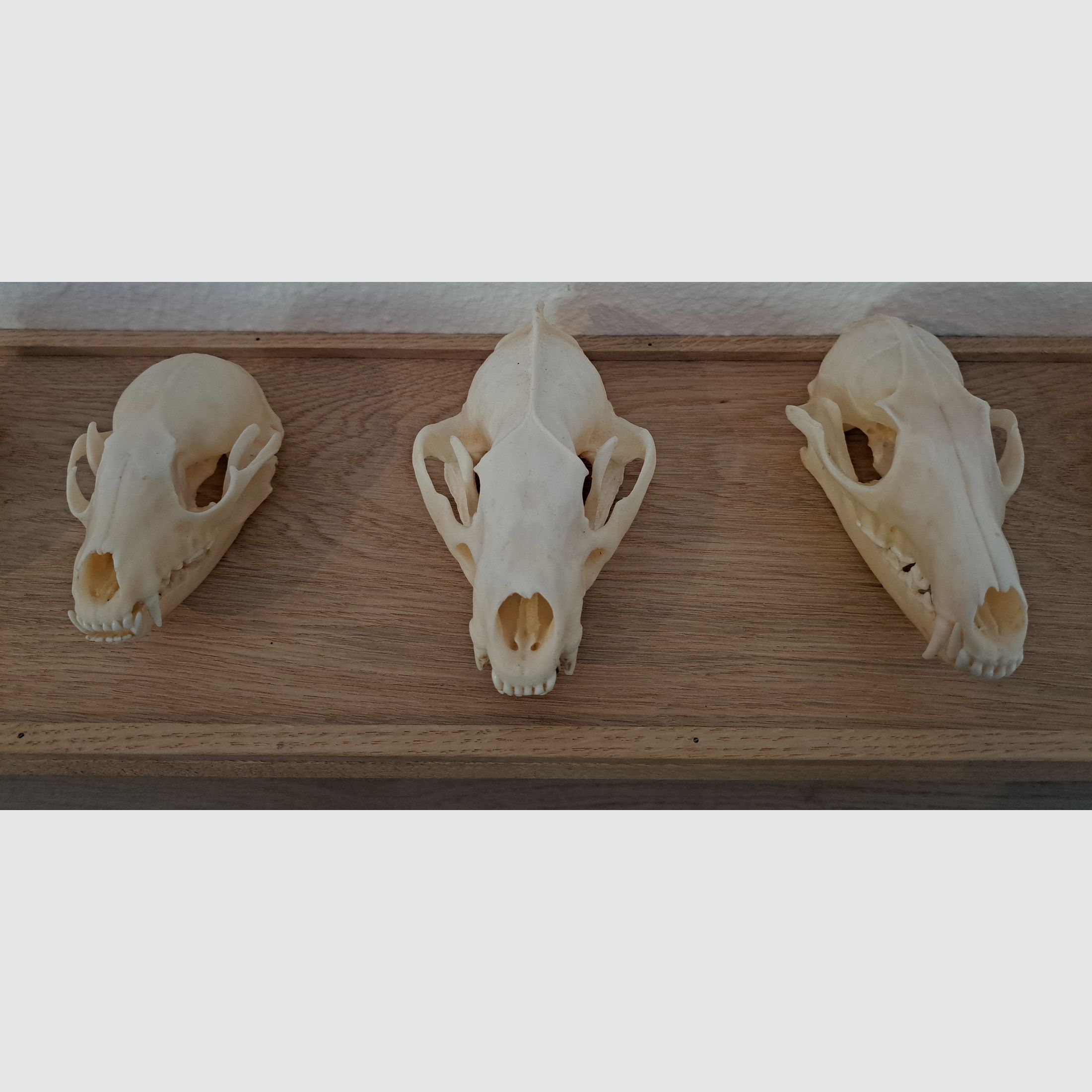 Raubwild Schädel-Sammlung für Lehrzwecke + Eichen Regal