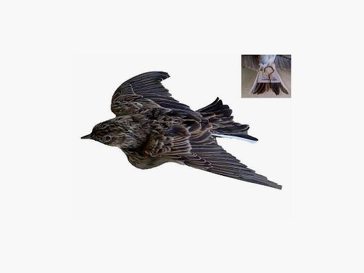 Lark with open wings in feather