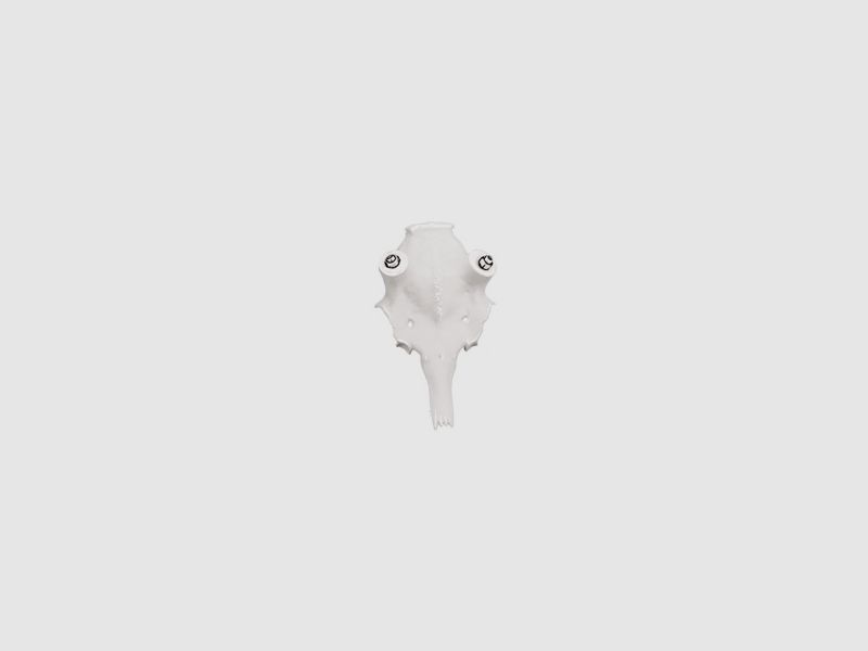 Damhirschschädel K1 25mm -