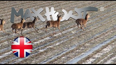 Driven hunt in Germany - More than 300 red deers!!