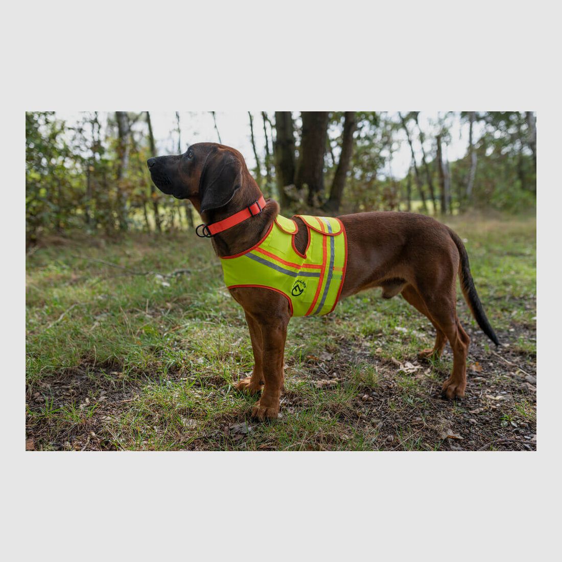 Hunde Reflektorweste