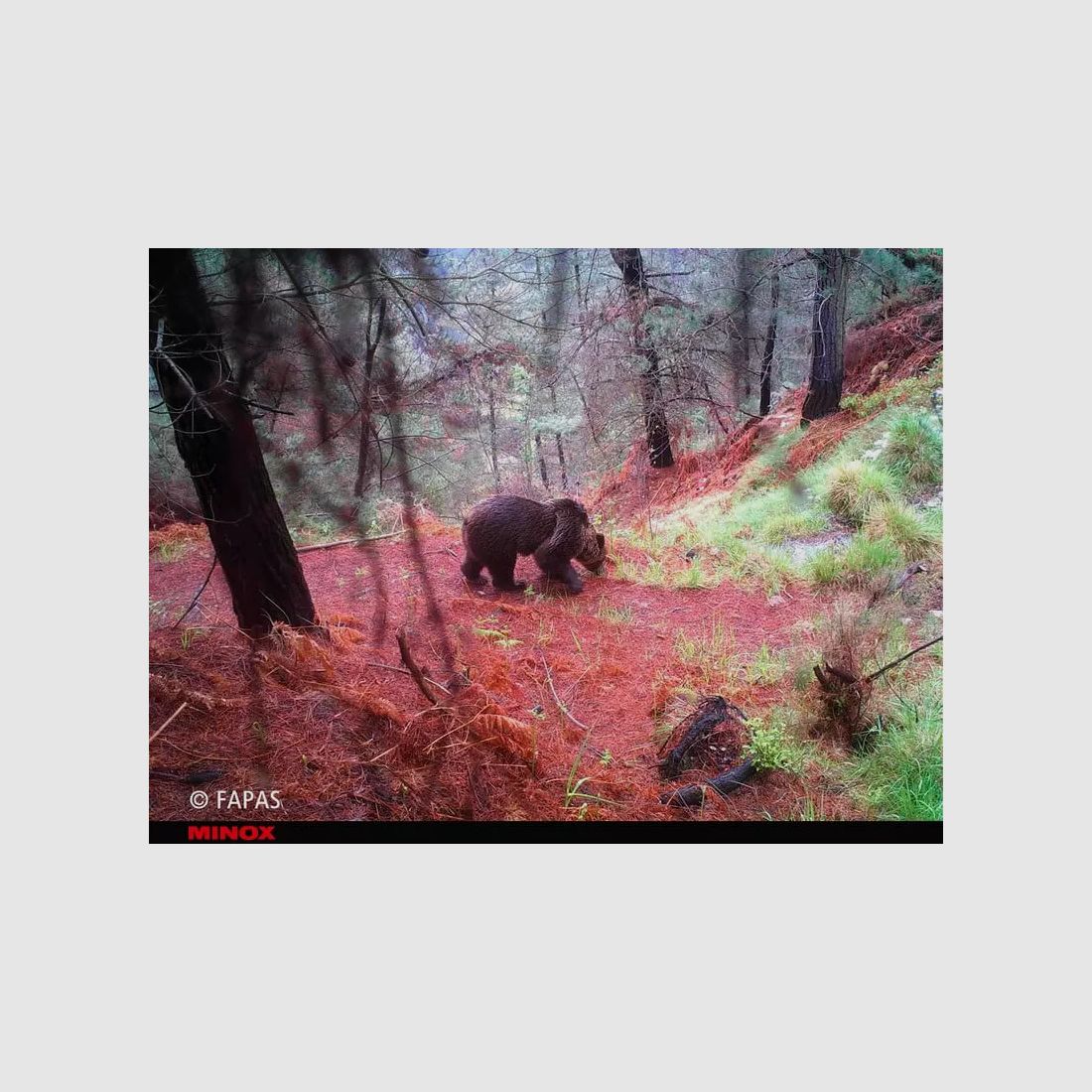 MINOX DTC 1200 Wildkamera