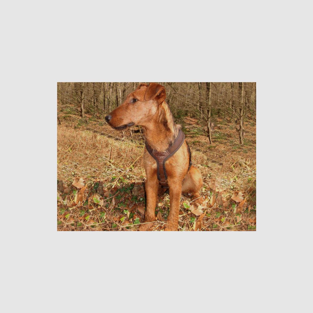 NIGGELOH guinzaglio per cani Follow Light marrone