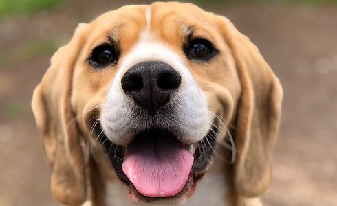 Stuhlgang beim Hund - wie oft ist normal?