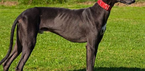 Rasseprofil: Greyhound