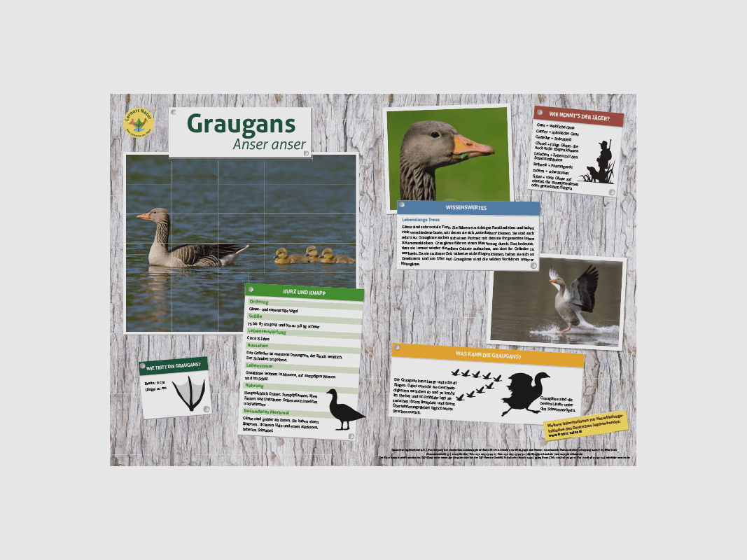 Lernort Natur-Tiertafel DIN A3 Graugans
