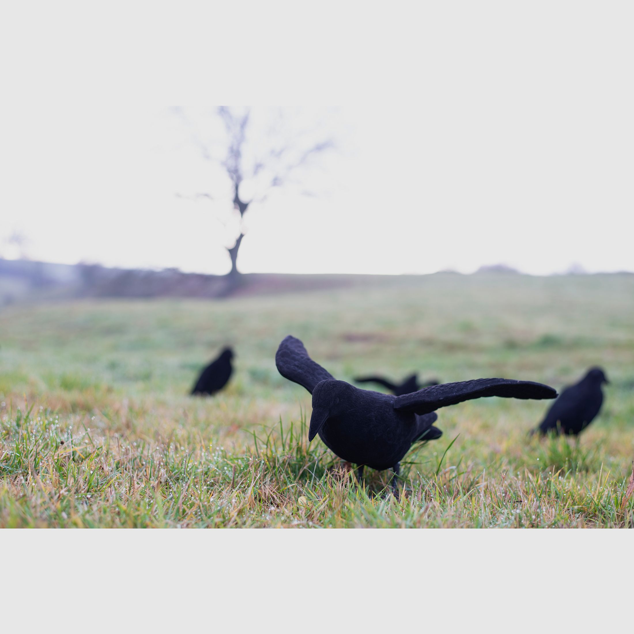 Beflockte Lockkrähe mit Flügeln