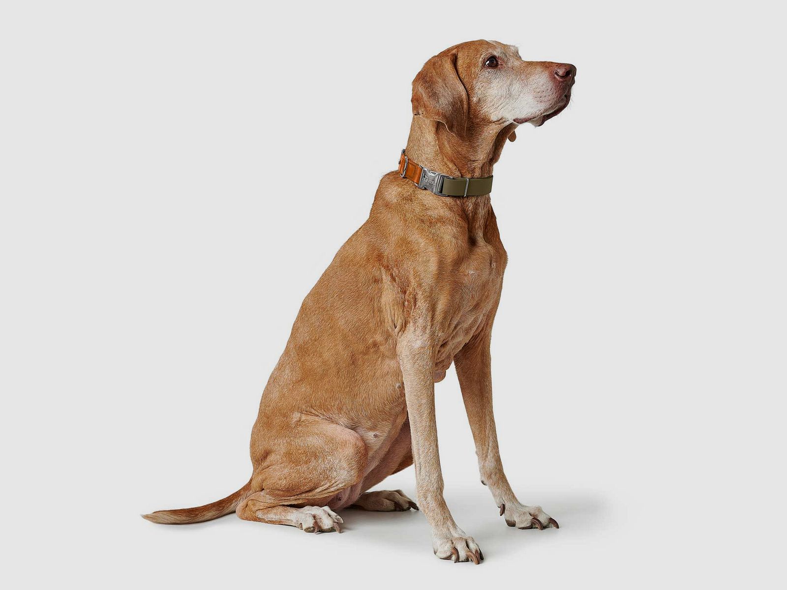 Hunter Halsband Wolmar Alu-Strong