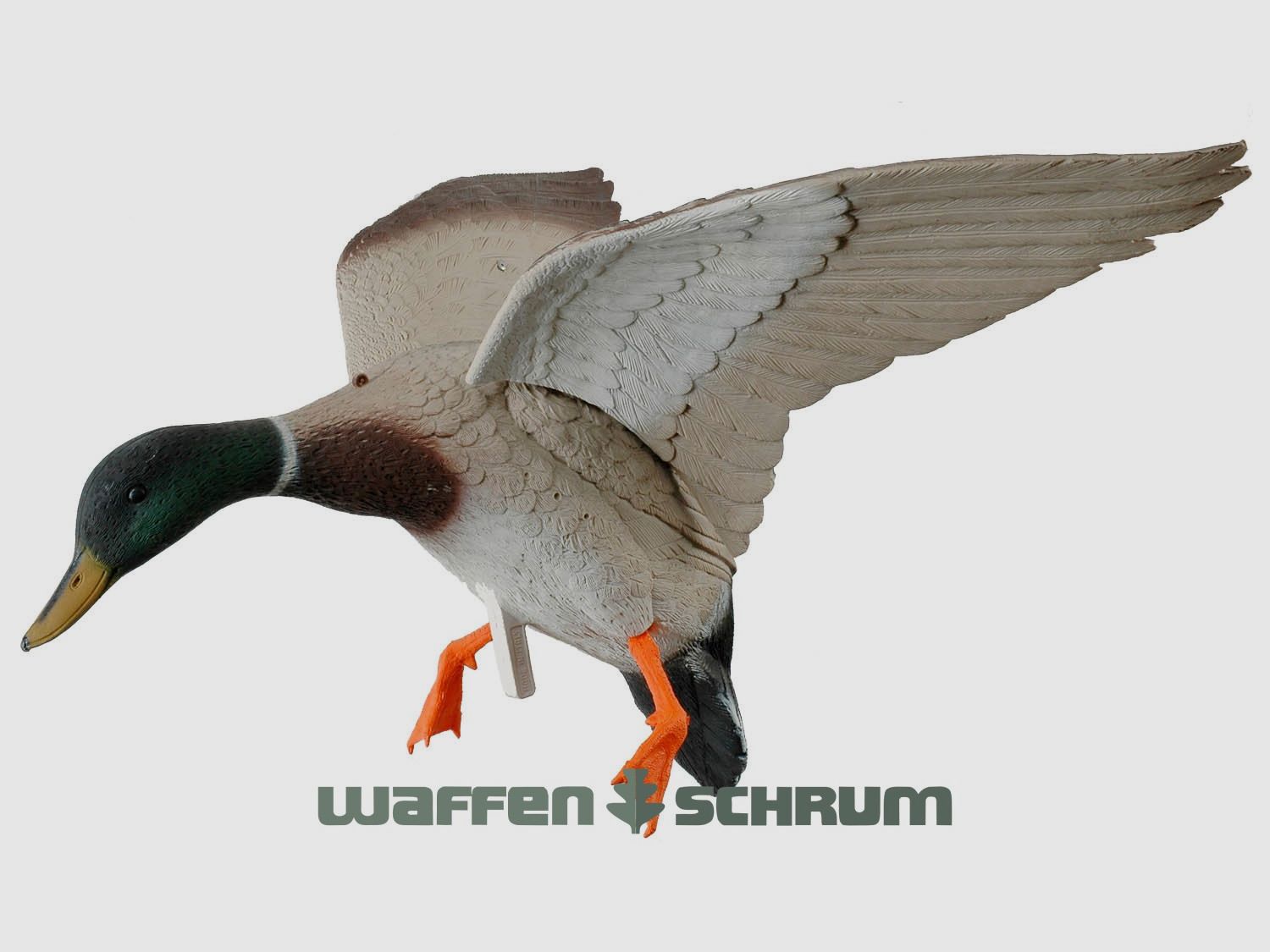 Lockente mit Schwingen im Landeanflug