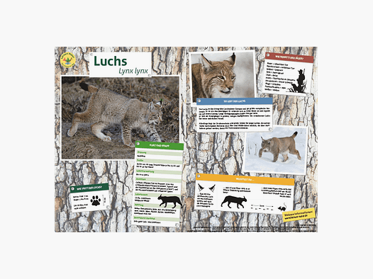 Lieu d'apprentissage Tableau des animaux Nature DIN A3 Lynx