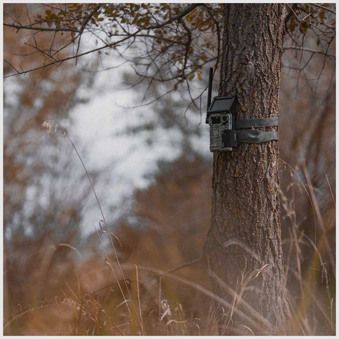 Spypoint Spypoint Link-Micro-S