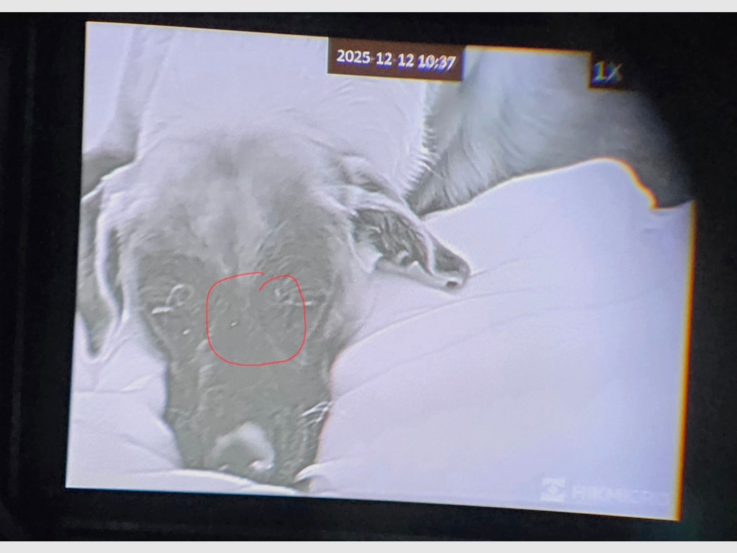 Hikmicro Falcon FH35