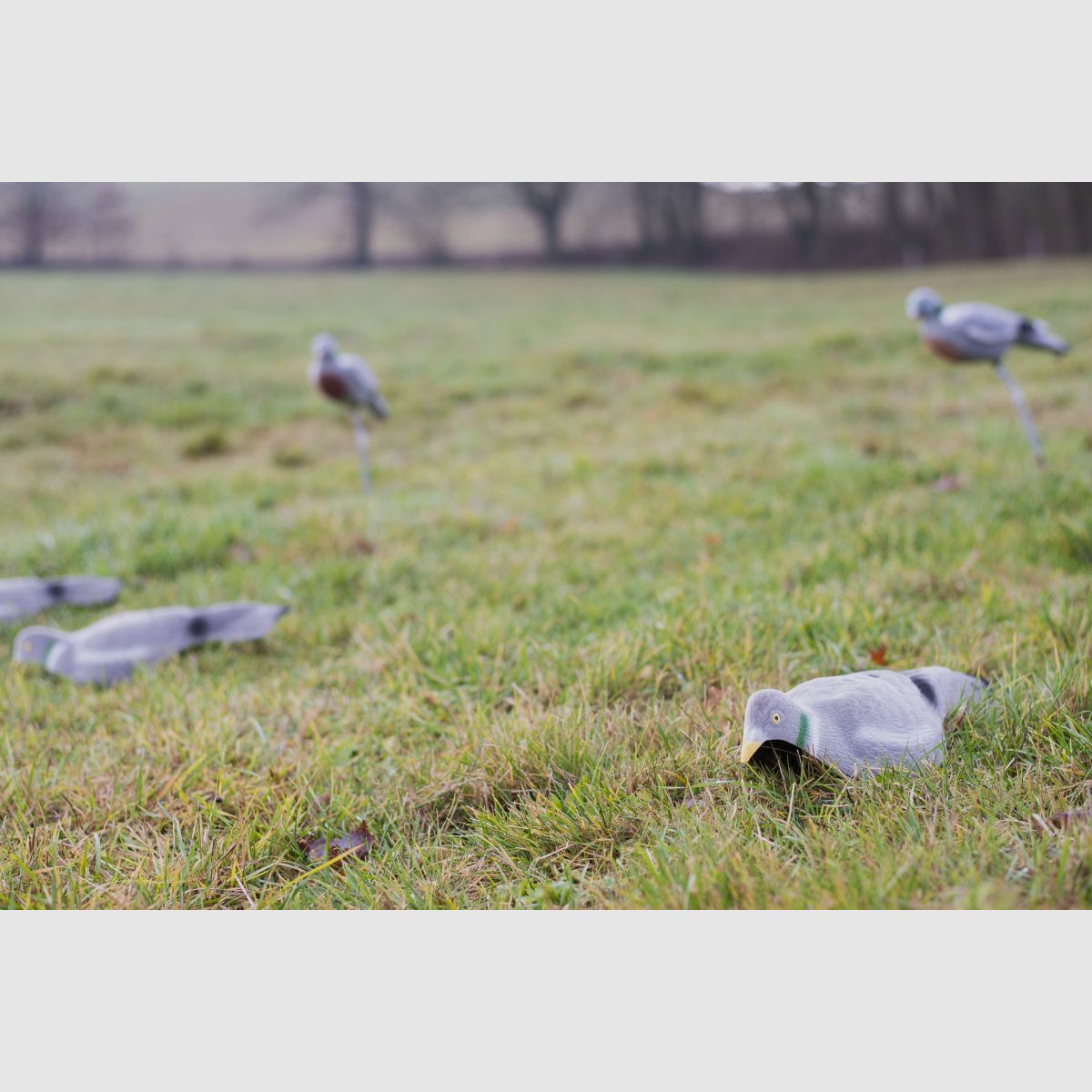 LOCKTAUBE half shell hollow dove flocked with earth spike