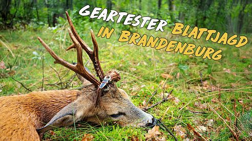 Blattjagd im Geartester-Revier