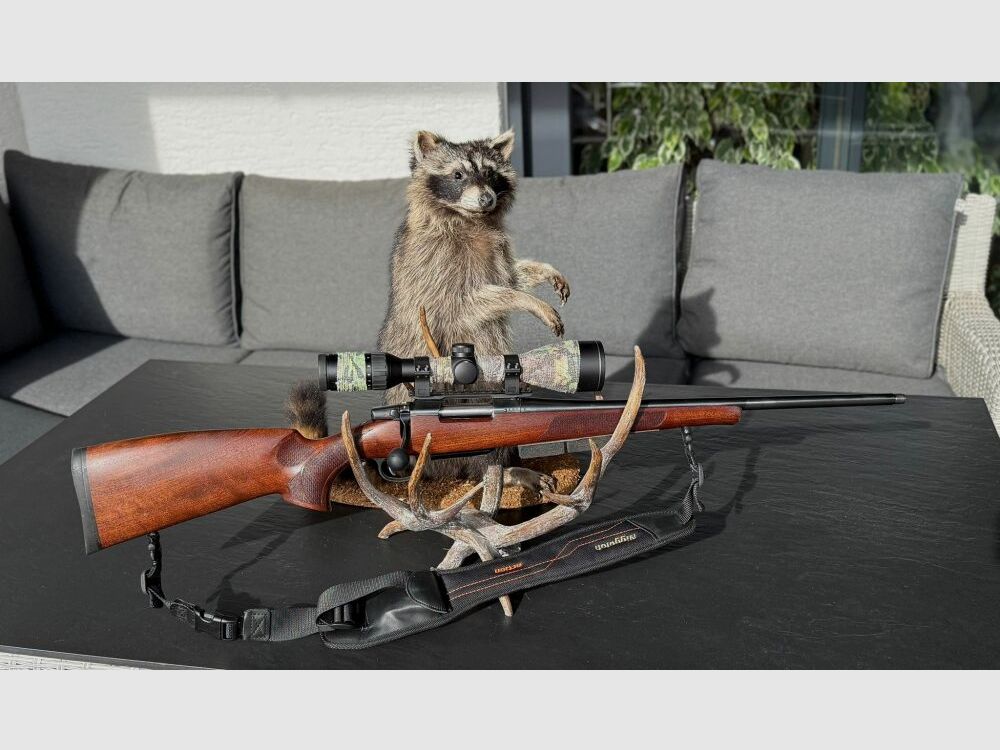 CZ Ranger Walnuss Schaft 557