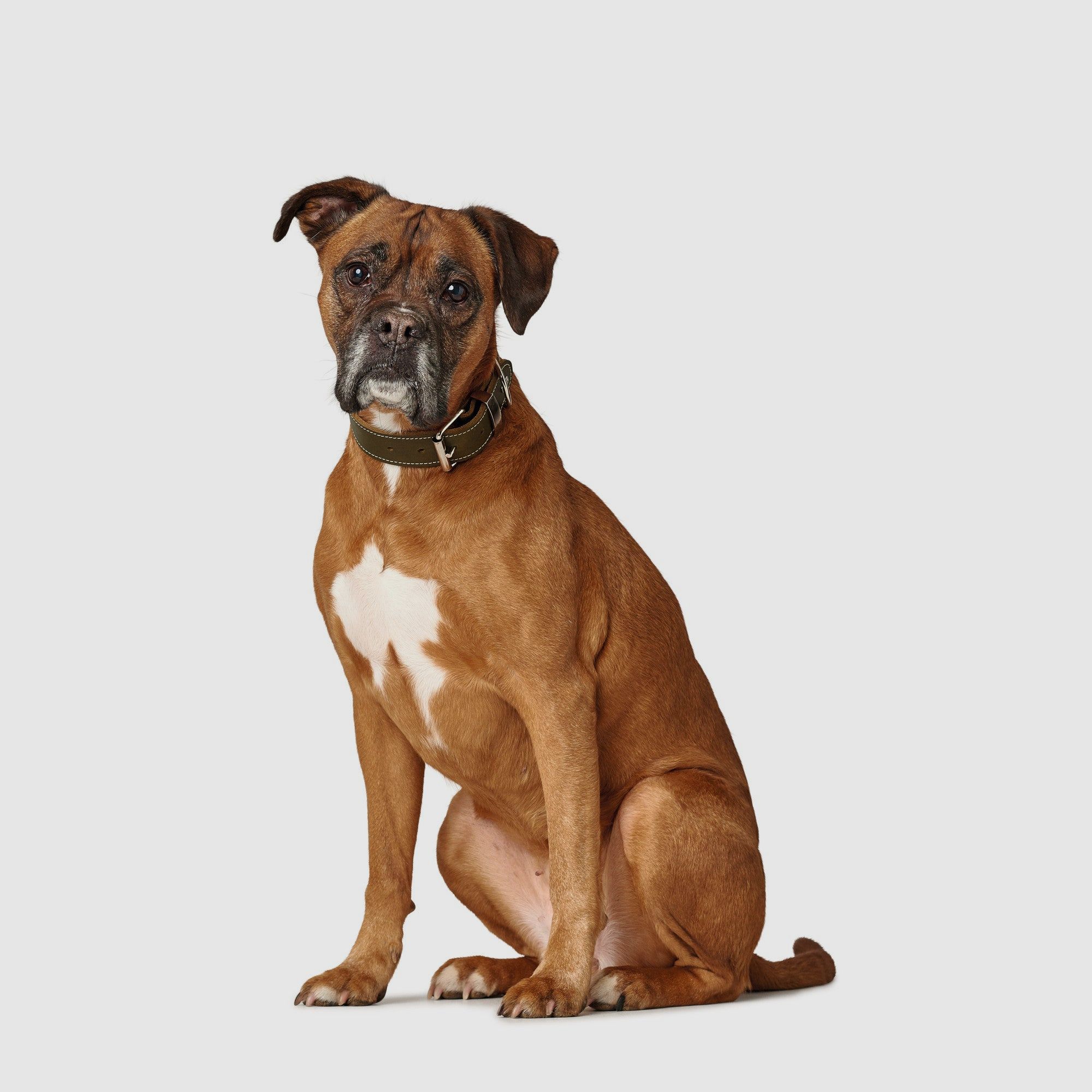 Hunter Halsband Aalborg Special