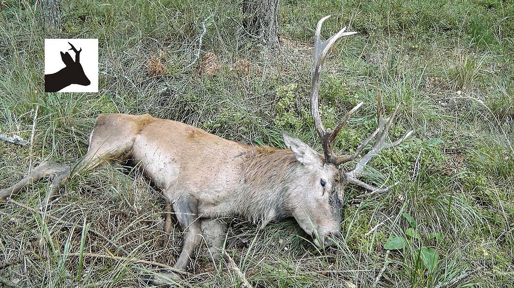Stalking medal red deer during the rut - Rykowisko 2015 - Hirschjagd in Polen
