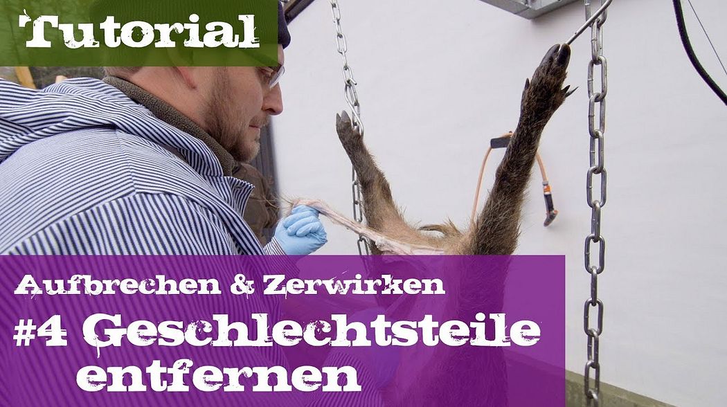 #4 Geschlechtsteile entfernen - Schwarzwild - Lehrgang Aufbrechen & Zerwirken