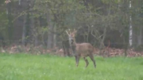 Rehwild im März