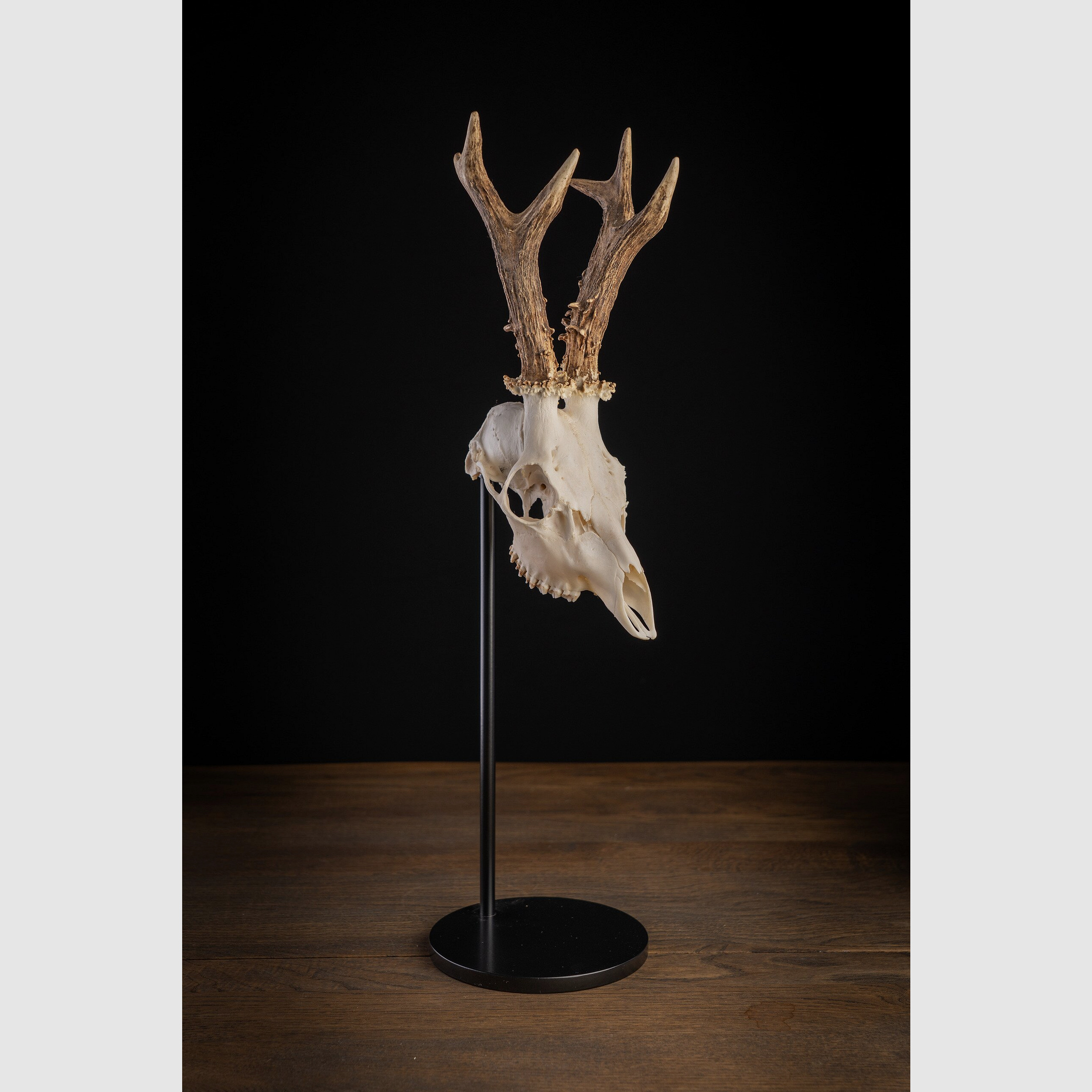 Waidmetall Supporto per trofei Classic Round