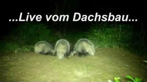 Jungdachse im Mai - badger, hunting, dachsbau, jagd, jakt,