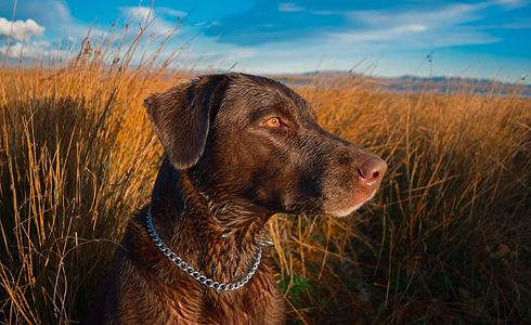 Jagdhundetraining für Nichtjäger: Kontrolle über den Jagdinstinkt