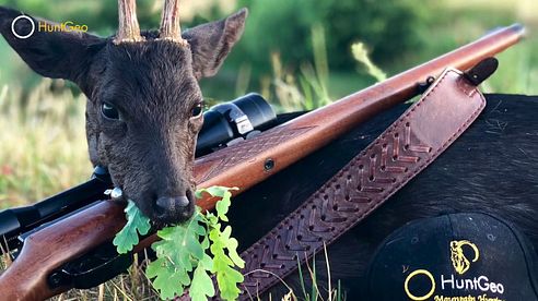 Black Roebuck - Schwarzer Rehbock