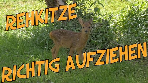 Rehkitze - Tipps und Anweisungen