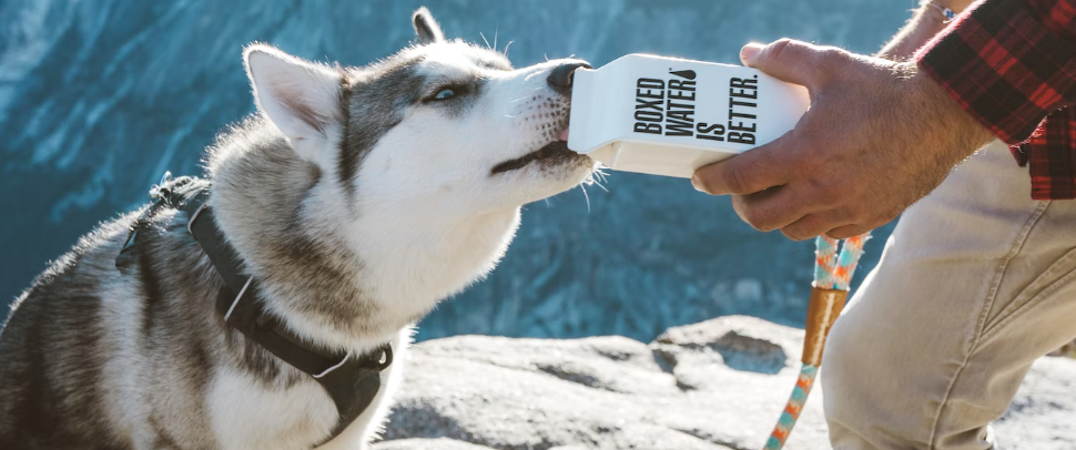 Wieviel muss ein Hund trinken?