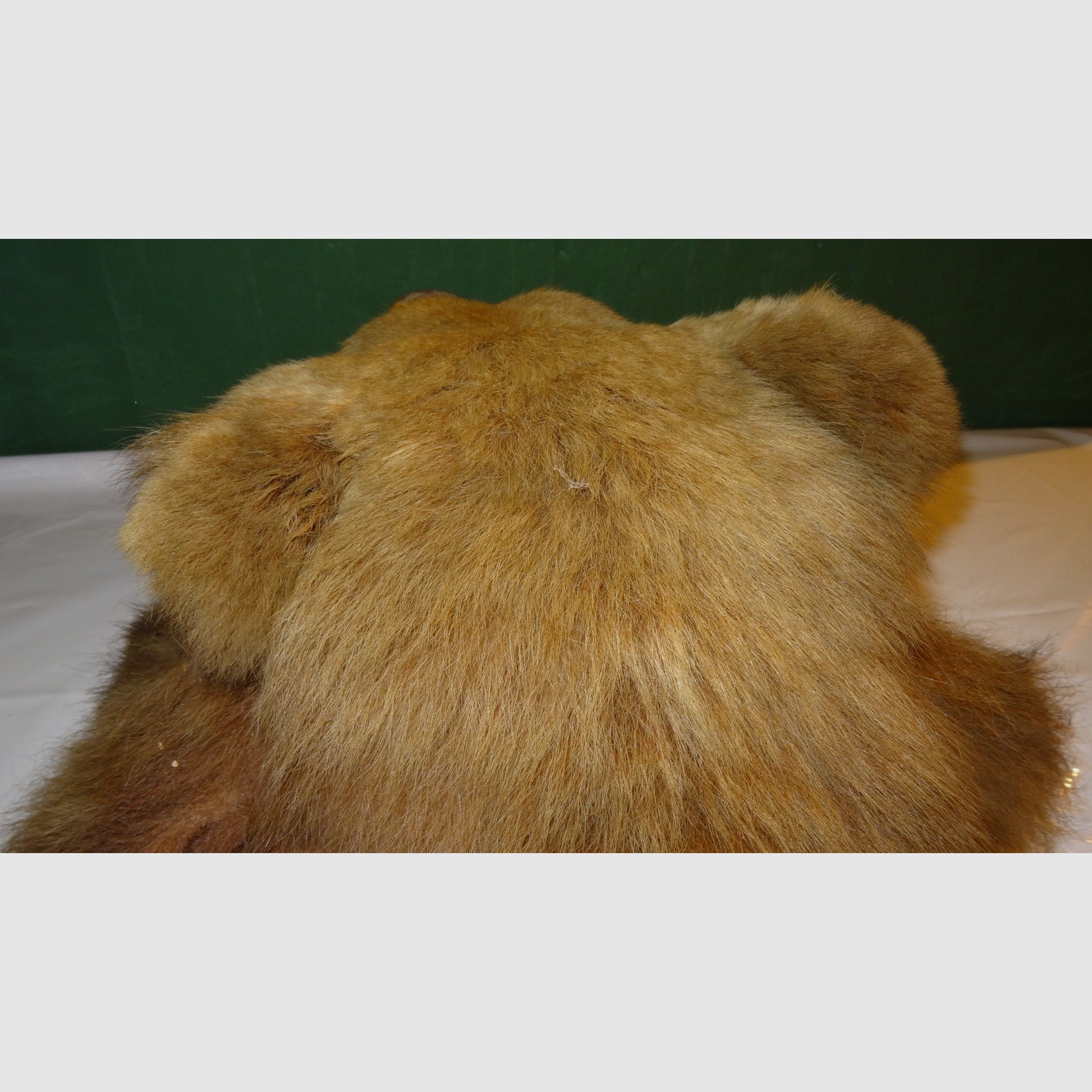 Cabeza de oso, trofeo, preparación como herencia, años 80, decoración