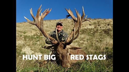 Hunting Trophy Red Stags New Zealand.