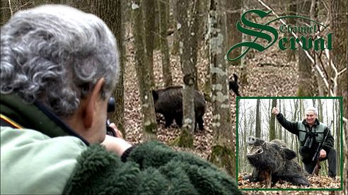 Wild Boar hunting in Croatia