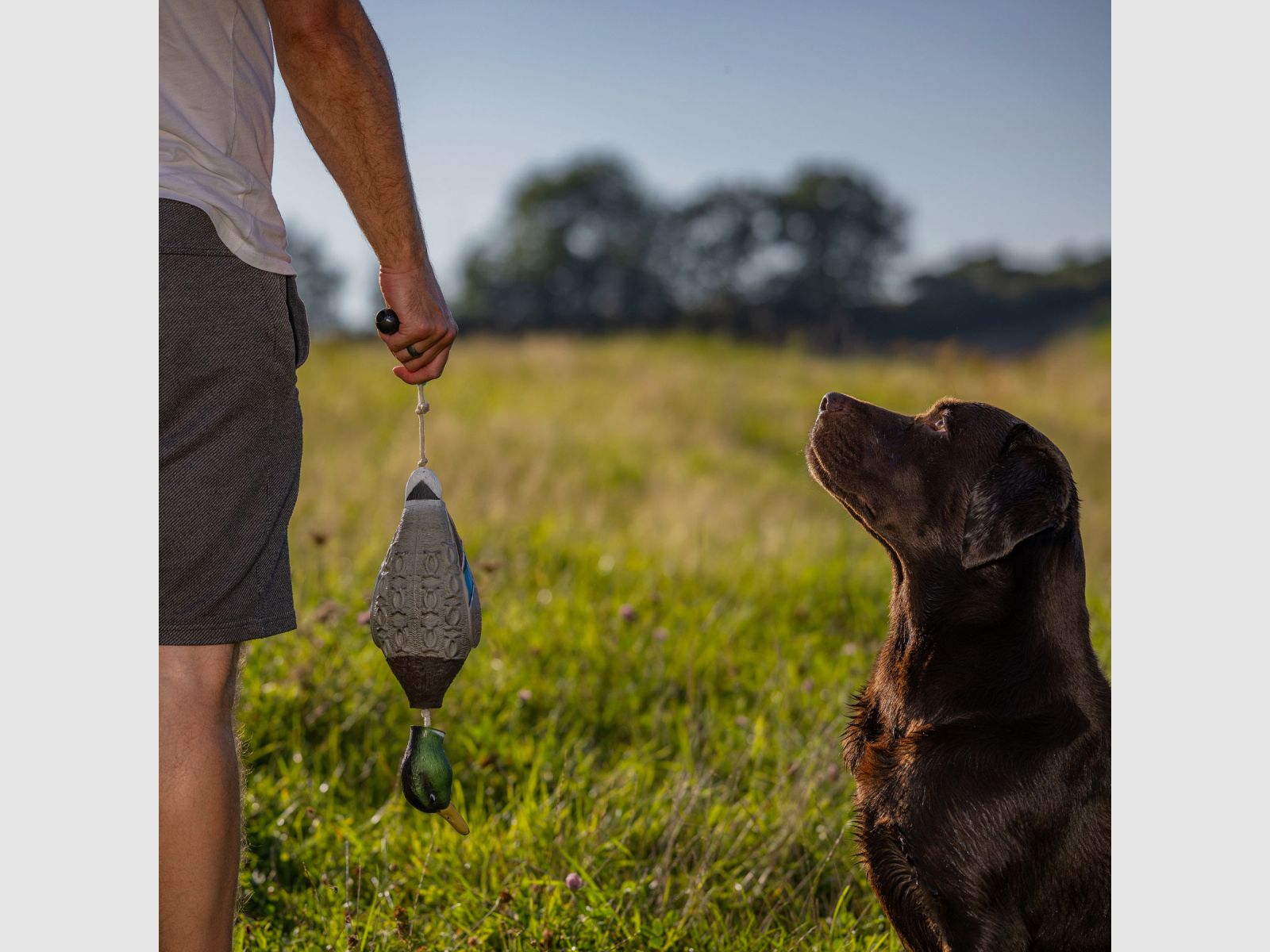 HP&G Apportierdummy Pato de Stock