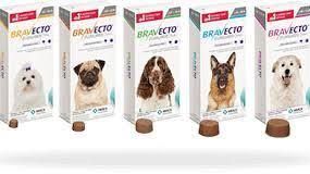 Bravecto für einen Zeckenfreien Hund